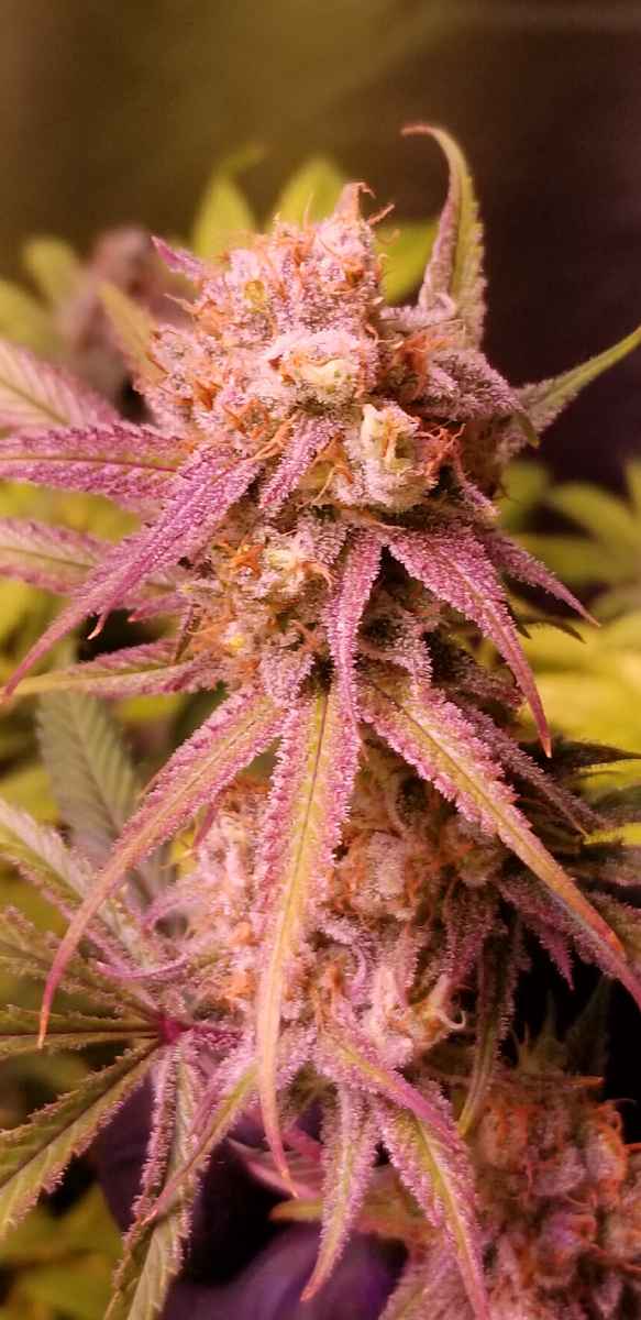 High quality feminized Panama Red weed for beginners