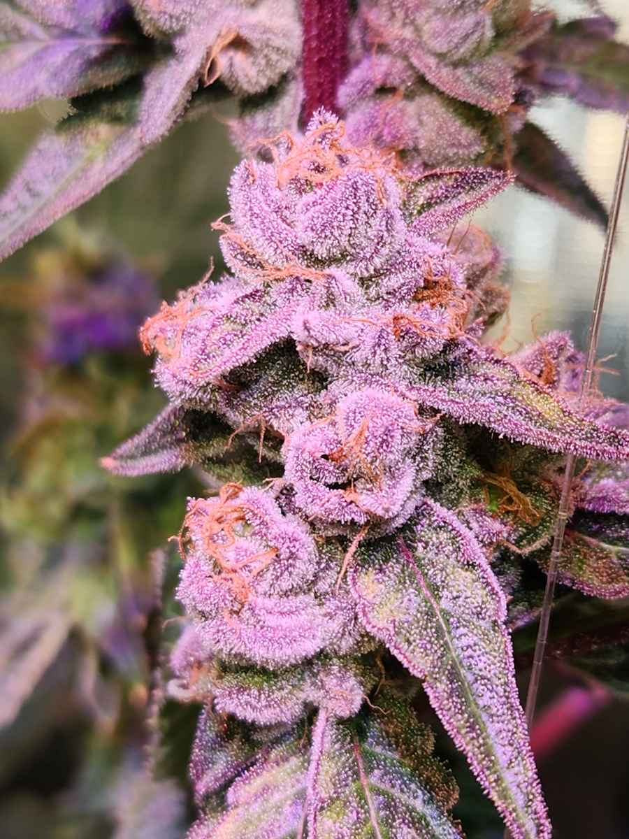 Sugar Bloom - Image 2