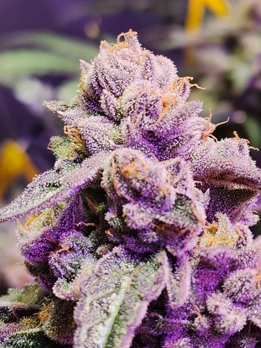 Sugar Bloom - Image 3