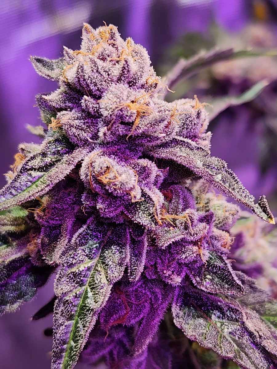 Sugar Bloom - Image 5